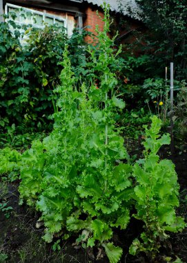 Akşamları bahçedeki organik yeşil Cos Marul. Bahçede taze sebze. Zayıflamış konsept için sağlıklı yiyecek. Yüksek lif ve yüksek vitamin. Yeşil salata.
