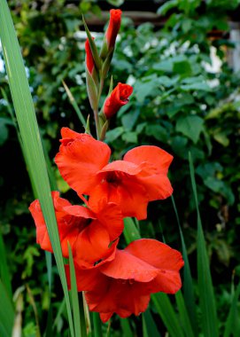 Yeşil bitkilerin arka planında kırmızı gladiolus. Gladioli 'ye yakın çekim. Çiçek koyu kırmızıdır, alevli bir tonu vardır, yoğun bir taç yaprağı dokusuyla yemyeşildir. Enfeksiyon düz, iki sıra..