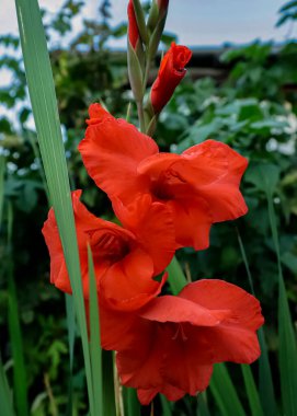 Yeşil bitkilerin arka planında kırmızı gladiolus. Gladioli 'ye yakın çekim. Çiçek koyu kırmızıdır, alevli bir tonu vardır, yoğun bir taç yaprağı dokusuyla yemyeşildir. Enfeksiyon düz, iki sıra..