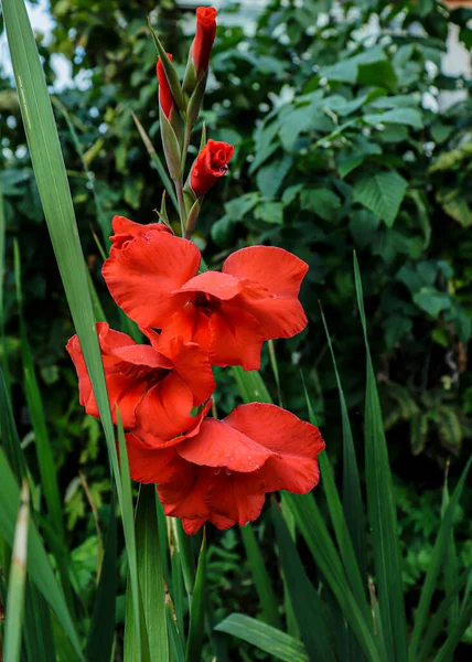Красный Гладиолус Фоне Зеленых Растений Гладиоли Крупным Планом Цветок Тёмно — стоковое фото