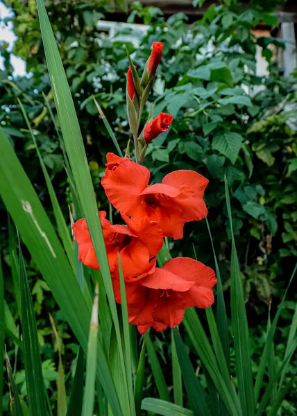 Röd Gladiolus Bakgrund Gröna Växter Gladioli Närbild Blomman Mörkröd Med — Stockfoto