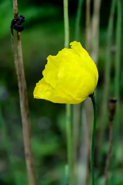 Tulipe Jaune Sur Fond Herbe Verte Branches Sèches — Photo