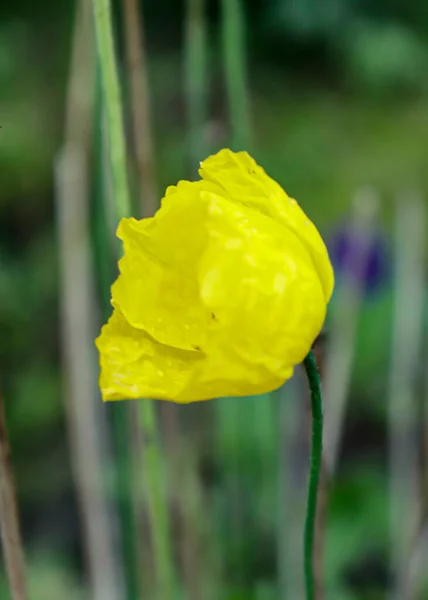 Tulipán Amarillo Sobre Fondo Hierba Verde Ramas Secas — Foto de Stock