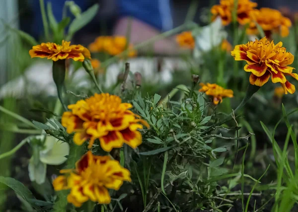 Цветочное Ложе Городском Парке Ярко Оранжевые Цветы — стоковое фото