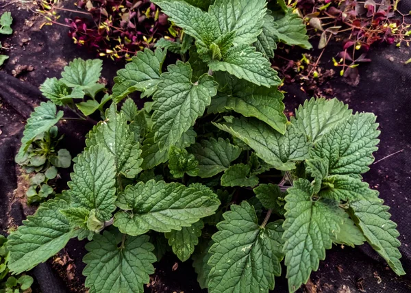 Melissa officinalis, ya da limon merhemi. Açık hava bahçesinde yeşil nane yaprakları. Bitkilerin yetiştirilmesi. Yenilebilir ot.