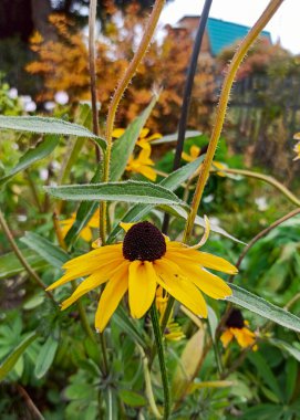 Sarı ayçiçekleri Rudbeckia. Sarı ayçiçekleri Rudbeckia yeşil bir arkaplan ile çelişiyordu. Rudbeckia 'nın parlak sarı çiçekleri.