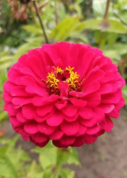 Pembe Cynia Çiçeği Macro Pembe Çiçek Arkaplanı Çekti Kapat — Stok fotoğraf