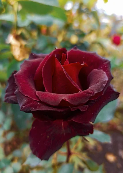 Rode Rozen Struik Rosa Gallica Rozenbloei Groene Zomertuin Tuinieren Het — Stockfoto