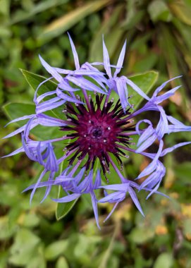 Daimi Dağ Çiçeği. Latince adı Centaurea Montana..