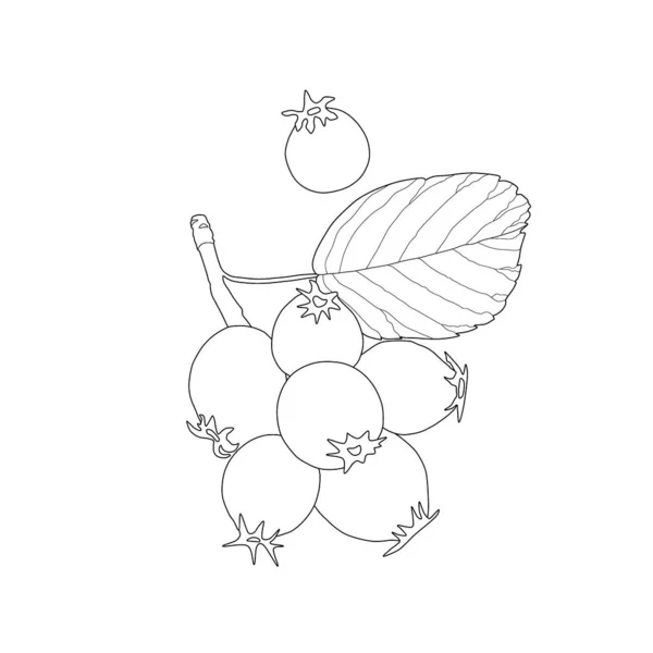 Крупный План Ягод Amelanchier Lamarckii Называемый Juneberry Serviceberry Shadbush Цветущих — стоковое фото