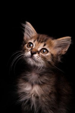 kitten with bright eyes  on a dark background clipart