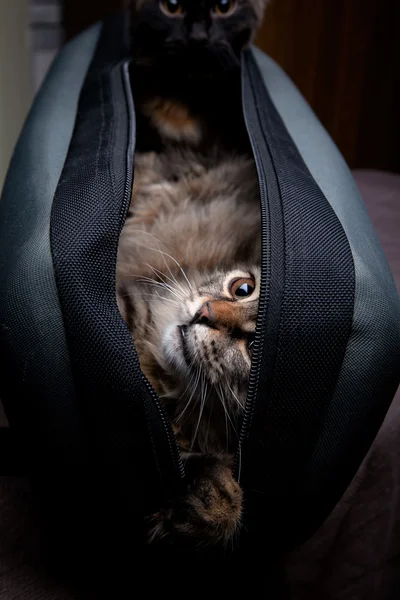 Fofo gatinho escondendo no um saco no um escuro fundo — Fotografia de Stock