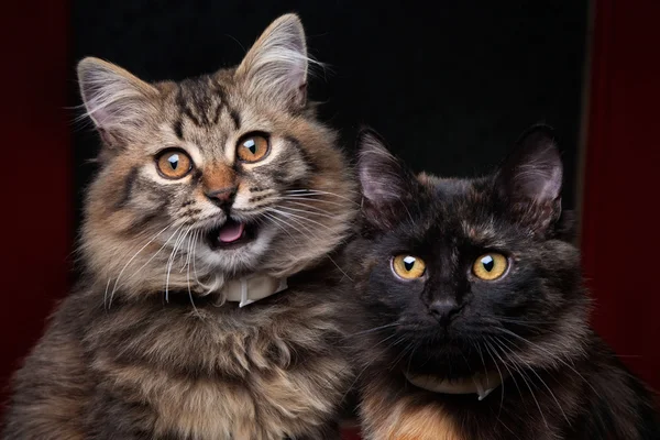 Dois gatinho fofo — Fotografia de Stock