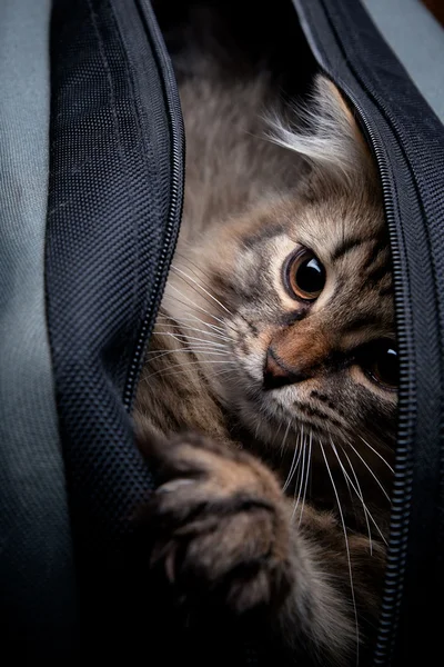 Fofo gatinho escondendo no um saco no um escuro fundo — Fotografia de Stock