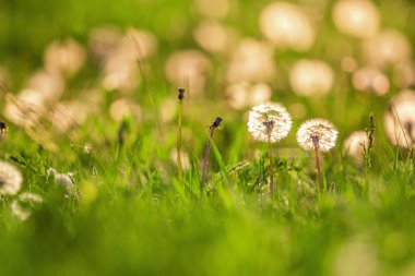 Gün batımı arka plan bahar karahindiba alan