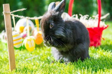 Paskalya tavşanı ve Paskalya yumurtaları