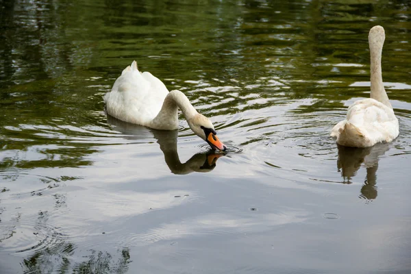 Cisne comiendo en un lago —  Fotos de Stock
