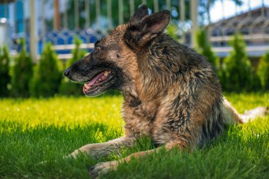 Alman çoban çim üzerinde yalan