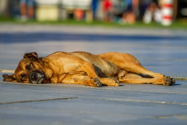 流浪狗躺在阳光下 — 图库照片