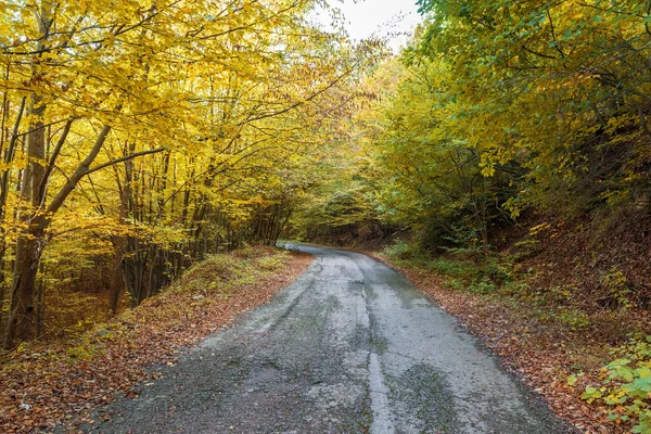 Autumn road . beautiful bright autumn road landscape. red leaves on the trees.