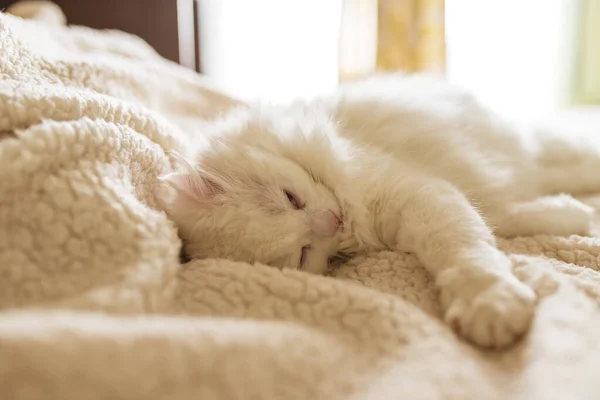 Hübsche Weiße Katze Schläft Auf Einem Weißen Bett — Stockfoto
