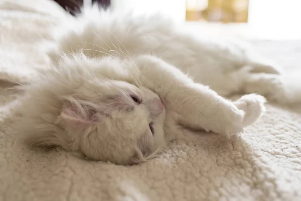 Hübsche Weiße Katze Schläft Auf Einem Weißen Bett — Stockfoto