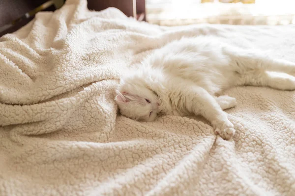 Bastante Branco Gato Dormir Uma Cama Branca — Fotografia de Stock