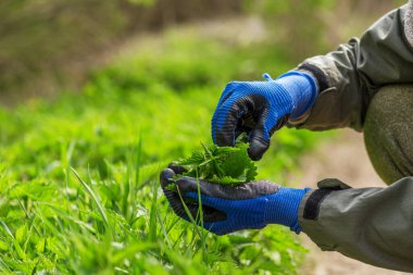 Bahar zamanı ormanda ısırgan otu toplayan bir kadın..