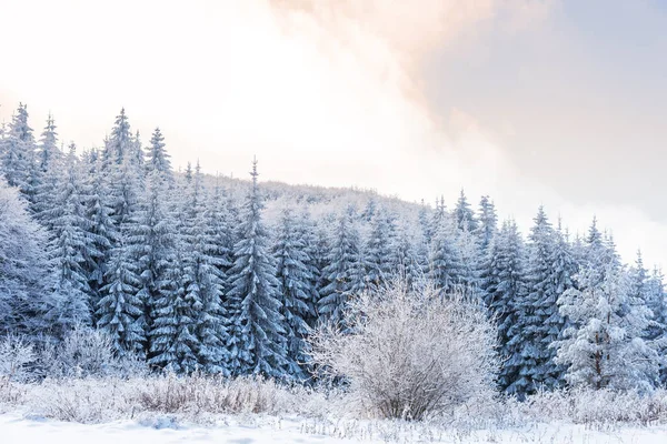 Paisaje Nevado Atardecer Árboles Congelados Invierno Bulgaria —  Fotos de Stock