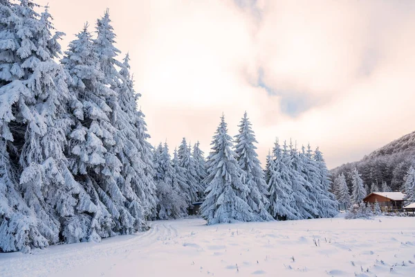 Paysage Enneigé Coucher Soleil Arbres Gelés Hiver Bulgarie — Photo