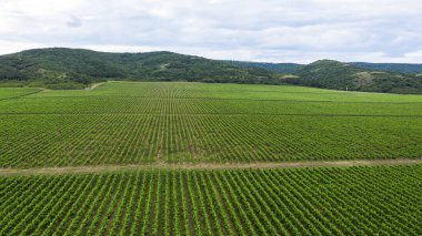 Bulgaristan 'ın yukarıdan üzüm bağlarının hava manzaralı manzarası.