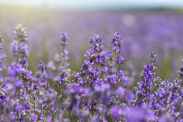 Großaufnahme Von Blühendem Lavendel Auf Einem Feld — Stockfoto
