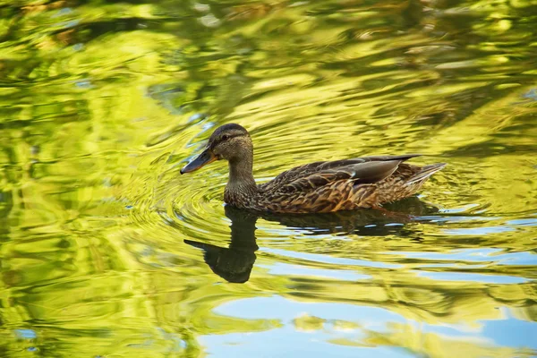 Beautiful duck swimming — Stock Photo, Image
