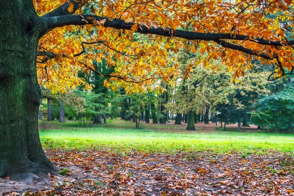 Beautiful autumn tree — Stock Photo, Image