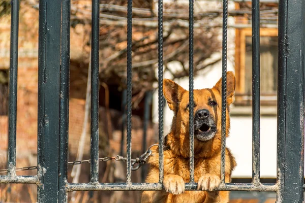 Alman çoban köpeği.
