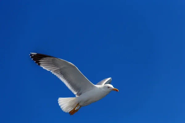 La gaviota vuela contra el cielo azul — Foto de Stock