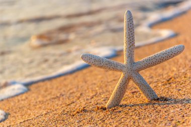 yaz plaj deniz yıldızı ile