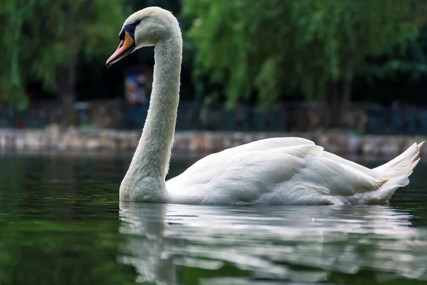 Bellissimo cigno che si riflette nel lago — Foto Stock