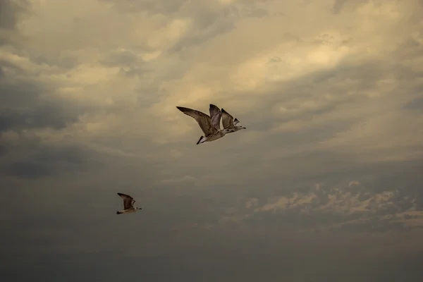 Las gaviotas en un cielo dramático — Foto de Stock