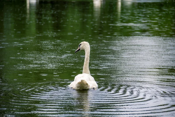 Hermoso cisne nadar en la lluvia —  Fotos de Stock