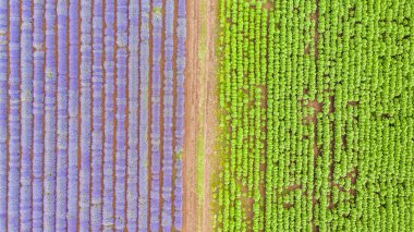 Büyük lavanta çayırının hava manzarası.