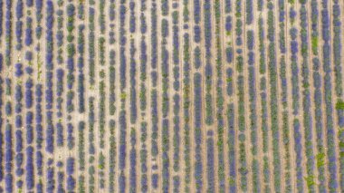 Büyük lavanta çayırının hava manzarası.