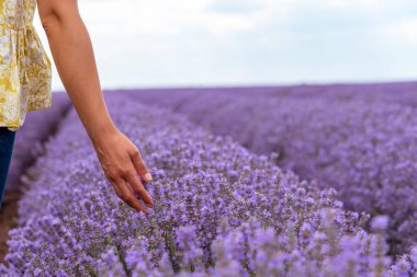 Bulgaristan 'ın güzel günbatımında lavantaya dokunmak.