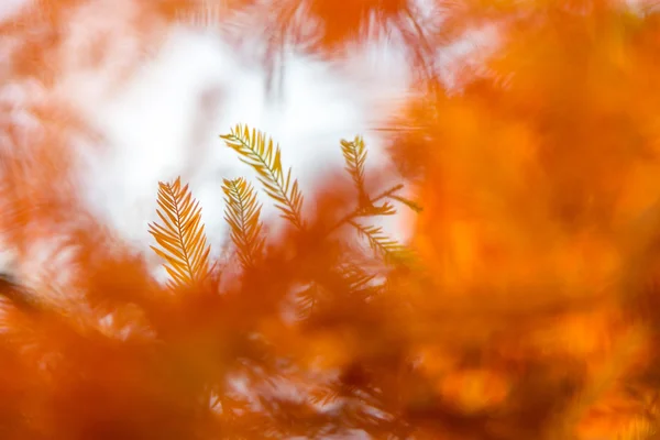 Colores de otoño en noviembre — Foto de Stock