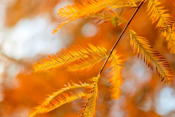 Hermosos colores de otoño — Foto de Stock