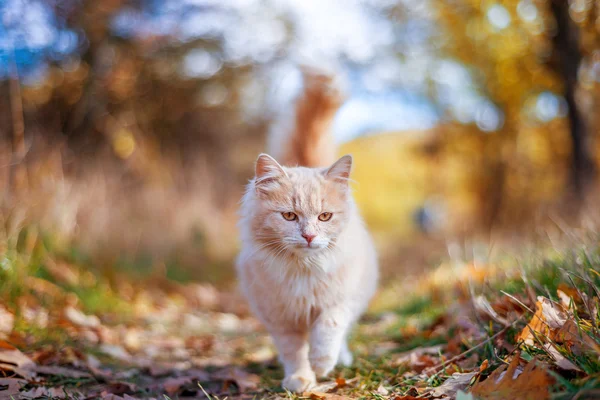 아름 다운 고양이을 산책 — 스톡 사진