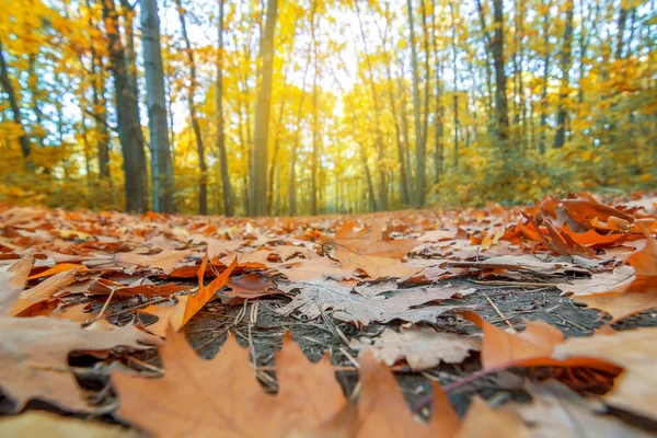 Feuilles en automne Photo De Stock