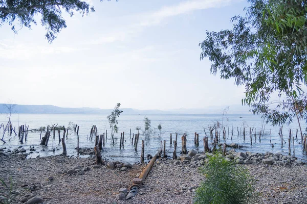 Pohon dan batang pohon tenggelam di dalam Laut Galilea — Stok Foto