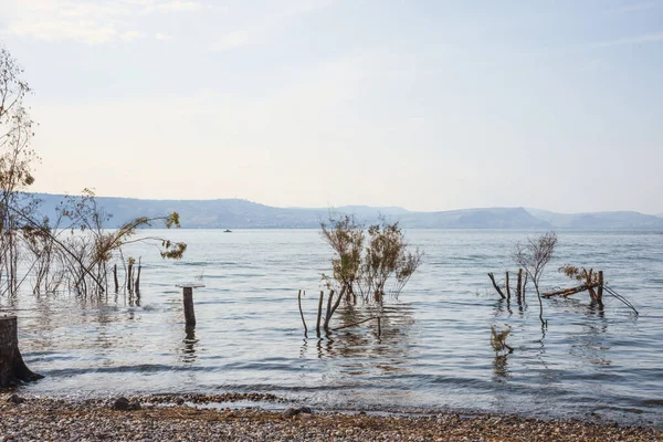 Pohon dan batang pohon tenggelam di dalam Laut Galilea — Stok Foto