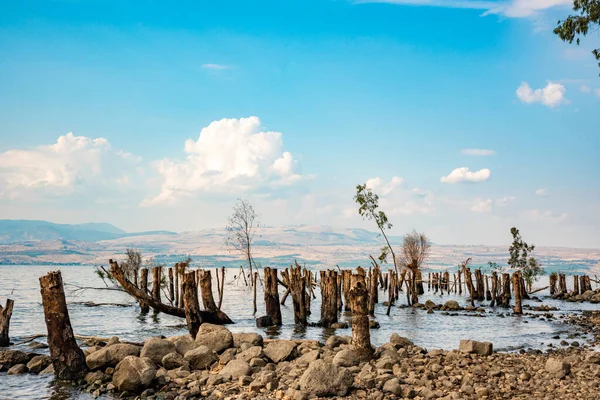 Alberi e tronchi d'albero affondati nel Mare di Galilea — Foto Stock